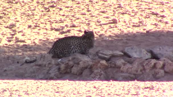一只野生豹 在炎热的中午的阳光下 在非洲南部干旱的卡拉哈里地区的一个人造水坑里喝水 — 图库视频影像