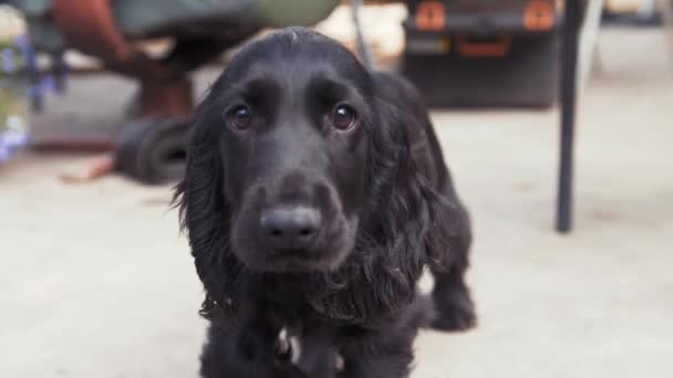 Carino Cucciolo Energico Estate — Video Stock