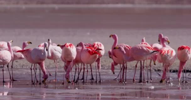 Vaaleanpunaiset Flamingot Ryhmässä Ammuttu Boliviassa — kuvapankkivideo