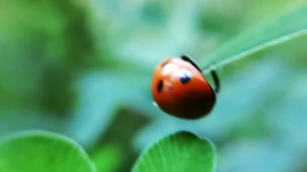 Ladybugs Ladybirds Loopt Een Gras — Stockvideo