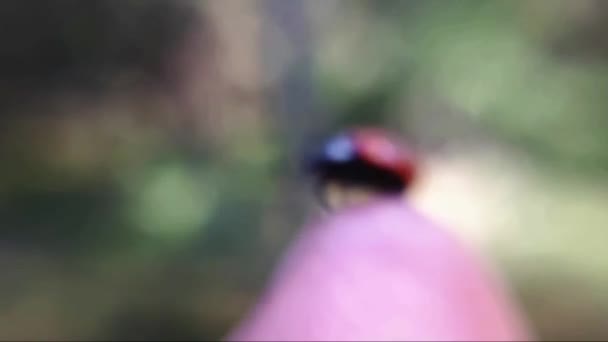 Ladybug Ladybird Vliegt Weg Van Menselijke Vinger — Stockvideo