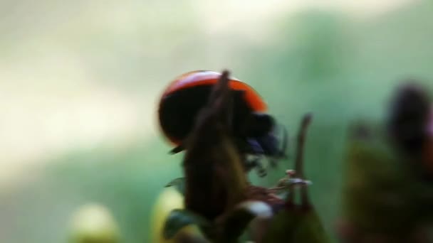 Ladybug Lieveheersbeestje Vliegt Eindelijk Weg — Stockvideo