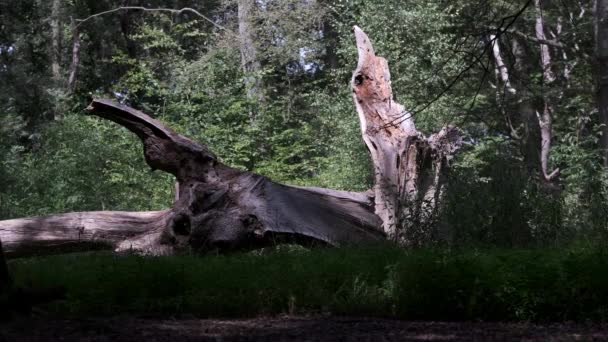 Ein Riesiger Umgestürzter Baum Liegt Auf Dem Boden Wald Bei — Stockvideo