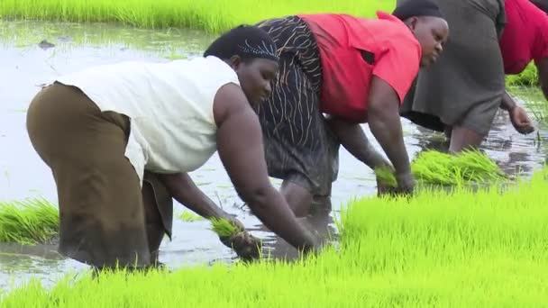 Agricultores Quenianos Trabalhando Campo Arroz Thika Quênia — Vídeo de Stock
