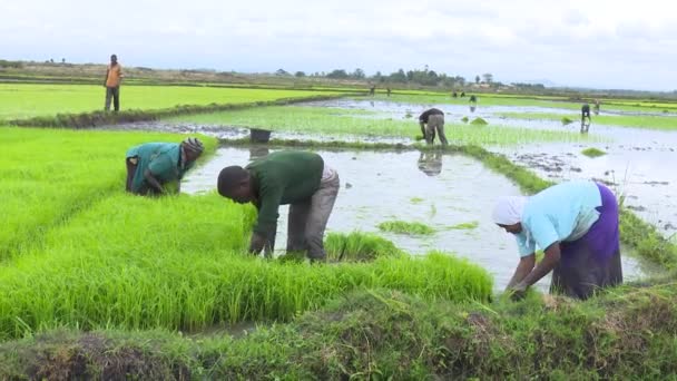 세리에 라이스 필드에서 일하는 농부들 — 비디오