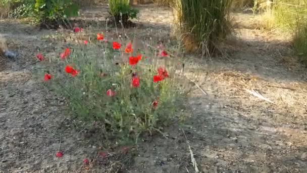 城市公园里的红花丛 — 图库视频影像