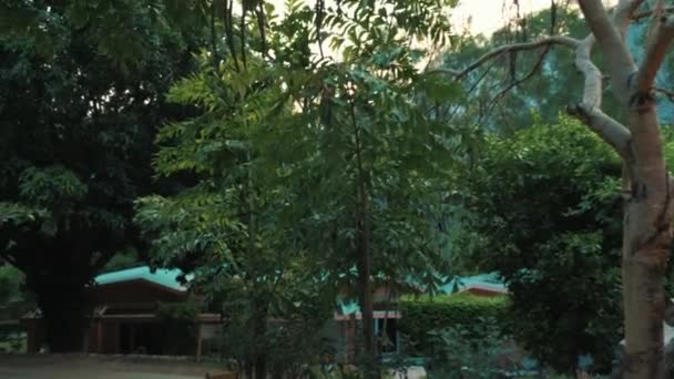 Чудесный Вид Зелень Дорогом Курорте Джим Коре — стоковое видео