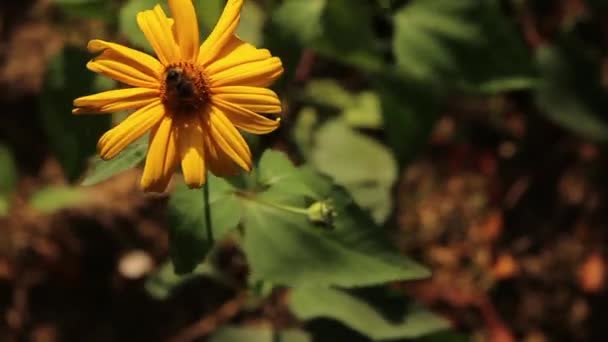 Abeja Una Flor Silvestre Amarilla — Vídeos de Stock