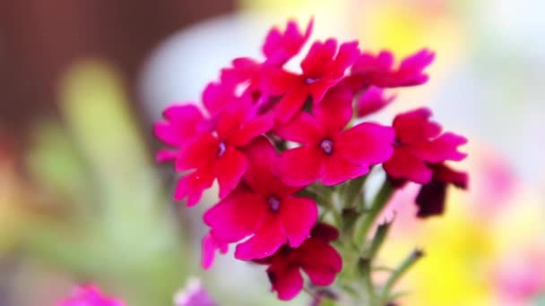 Sekelompok Bunga Merah Kecil Homestead Red Verbena — Stok Video