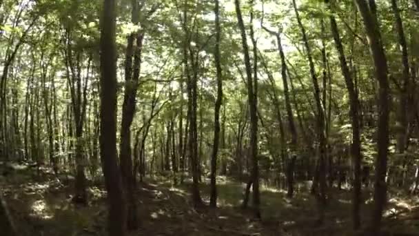 昼間の若い山の森 — ストック動画