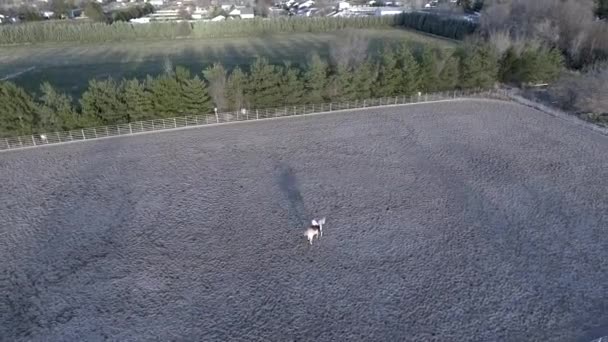 Een Luchtfoto Van Een Persoon Die Een Prachtig Wit Paard — Stockvideo