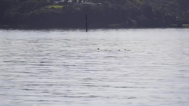 Rebanho Aves Voando Baixo Sobre Água Através Porto Ilha Contra — Vídeo de Stock