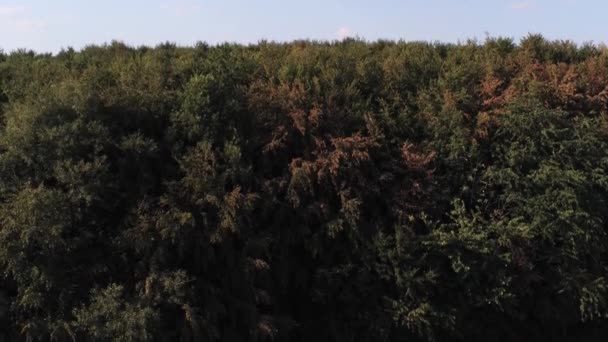 Nagranie Lotnicze Lasu Przedstawiającego Turbiny Wiatrowe — Wideo stockowe