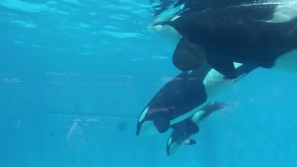 Killer Whale Swimming Enclosure Zoo — Stock Video