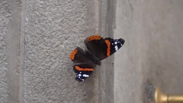 Video Makro Malého Motýla Mává Křídly — Stock video