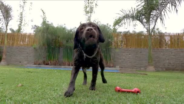 Чорно Мокрий Собака Трясеться Повільному Русі — стокове відео