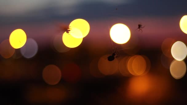 三只蜘蛛慢吞吞地爬在橙色和黄色的灯光前 — 图库视频影像