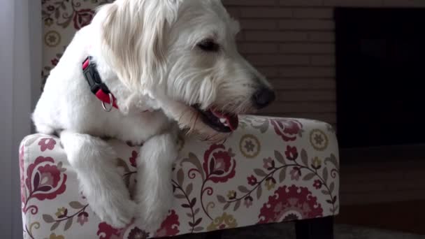 Cão Branco Bonito Vira Cabeça Para Frente Goldendoodle Que Coloca — Vídeo de Stock