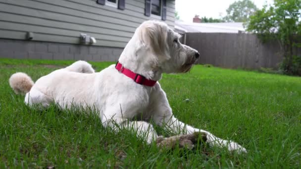 Крупный План Милой Белой Собаки Лежащей Траве Своей Игрушкой Глядя — стоковое видео