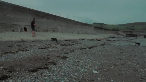 两只狗在英国海滩玩耍 — 图库视频影像