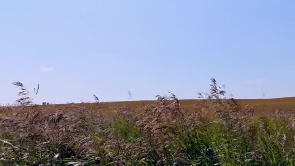 Klipp Blåsa Gräs Vete Gården Fält Klarblå Himmel — Stockvideo