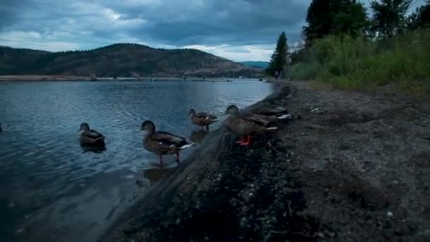 夕暮れ時に湖に泳ぎに行くアヒル — ストック動画