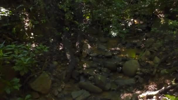 Binnen Jungle Costa Rica Turrubares — Stockvideo