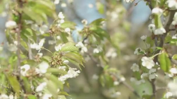 Arbusto Con Pequeñas Flores Blancas Que Soplan Viento — Vídeos de Stock