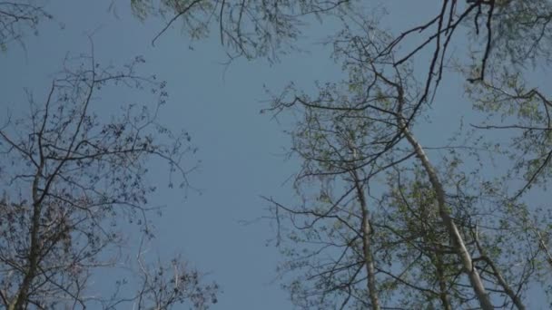 Mirando Hacia Los Árboles Con Pequeñas Hojas Soplando Viento — Vídeo de stock