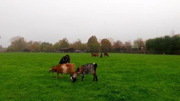 Widok Kozy Jedzącej Trawę — Wideo stockowe