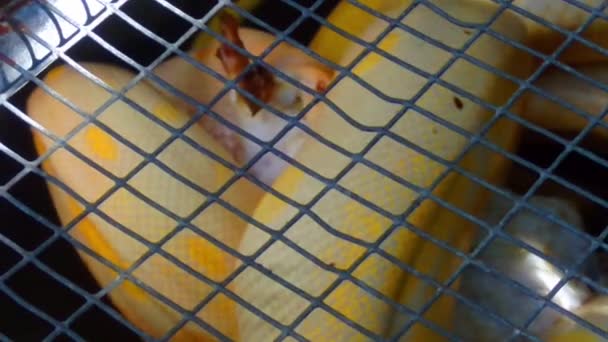 Python Mangeant Lapin Dans Une Cage — Video