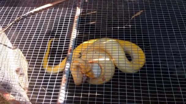蟒蛇在笼子里吃兔子 — 图库视频影像
