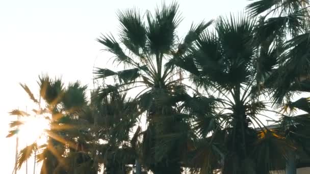 sun behind palm trees