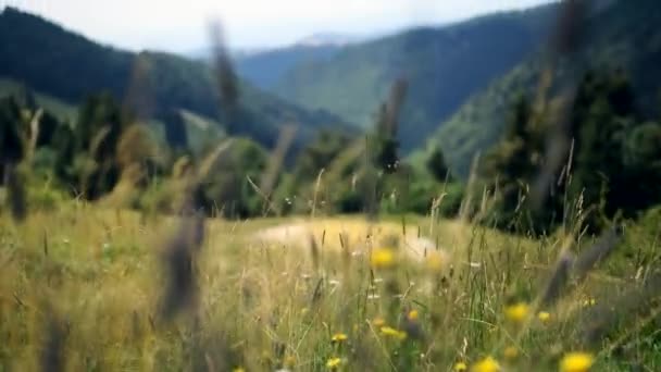 Schöne Landschaft Mit Abgestorbenen Und Dürren Pflanzen Und Gras Inmitten — Stockvideo