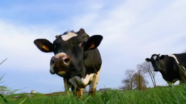 Black White Cows Meadow Look Camera — Stock Video