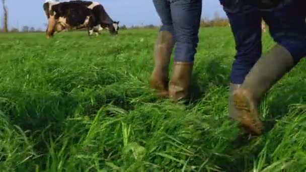 Hombres Caminando Campo Hierba Alta Con Vacas — Vídeos de Stock