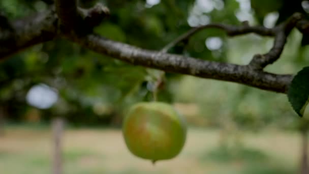 Panning Bakåt Från Ett Äpple För Att Visa Hela Äppelträdet — Stockvideo