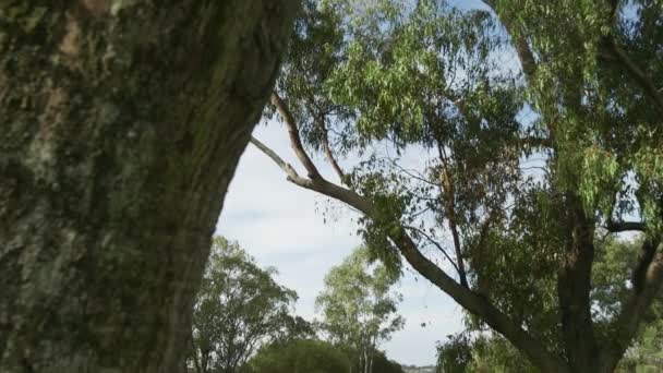 Woods Och Parklands Lake Joondalup Västra Australien — Stockvideo