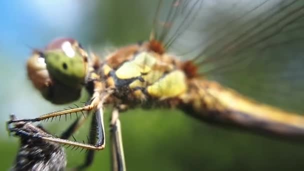 Dragon Fly Vuela Lejos Hierba — Vídeo de stock