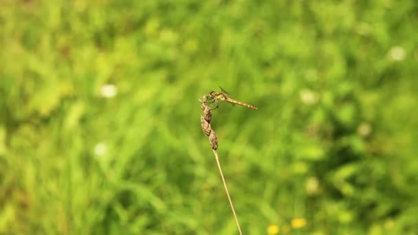 Die Libelle Auf Dem Gras Einem Sonnigen Sommertag — Stockvideo