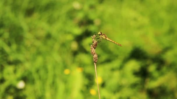 Dragonfly Flies Away Returns Same Grass — Stock Video