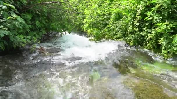 Río Bajo Los Árboles — Vídeos de Stock