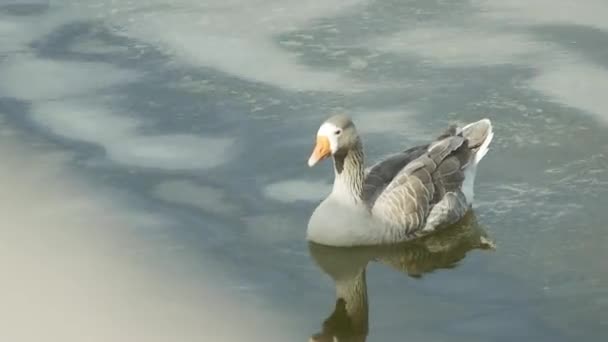 一只鹅坐在水面上 在公园里觅食 — 图库视频影像