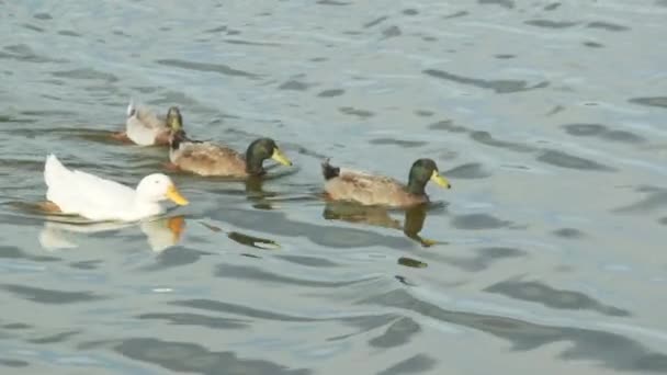 Una Famiglia Anatre Che Remano Sull Acqua — Video Stock