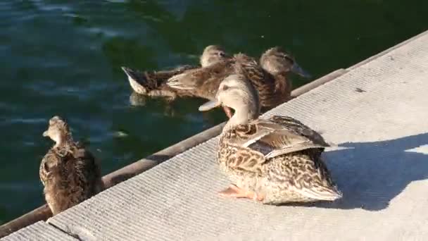 跳入湖中的鸭子 — 图库视频影像