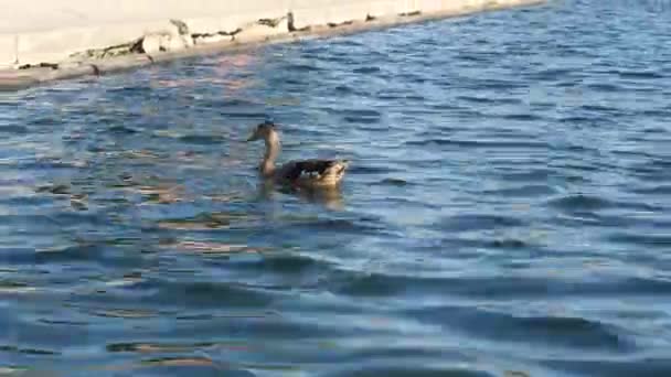 Утки Плавают Озере — стоковое видео
