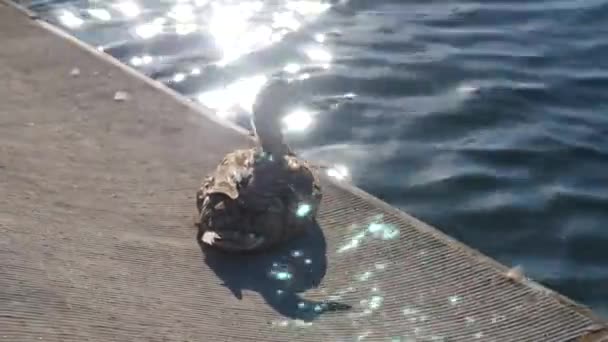 Ördekler Göle Atlıyor — Stok video