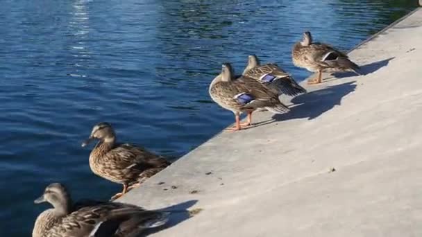 跳入湖中的鸭子 — 图库视频影像