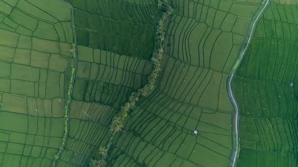 Восходящая Воздушная Съемка Обширных Просторов Пышных Зеленых Рисовых Плантаций Бали — стоковое видео