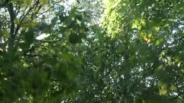太陽のフレアを持つ木々の中を歩く — ストック動画